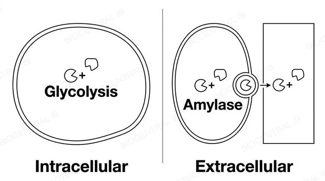 Two-panel diagram: left panel showing a cell with an enzyme labeled glycolysis working inside its own cytoplasm on an internal substrate, labeled intracellular; right panel showing a secretory cell releasing an enzyme labeled amylase by exocytosis into a tube-shaped gut lumen outside the cell, labeled extracellular