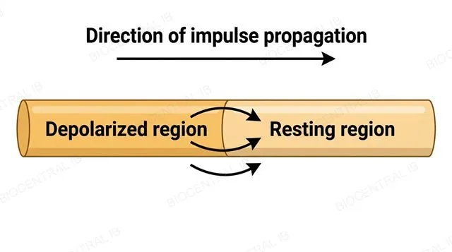 A length of unmyelinated axon showing one depolarized region and an adjacent resting region, with short arrows showing sodium ions diffusing from the depolarized region toward the resting region both inside and outside the axon, plus one larger arrow showing the single direction of impulse propagation along the axon, labeled depolarized region, resting region and direction of impulse propagation
