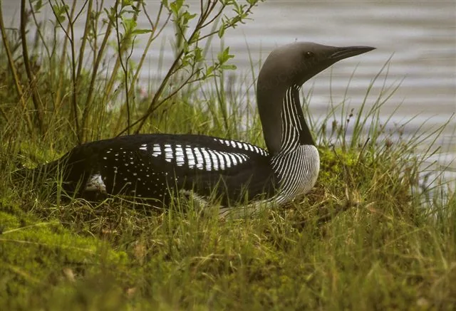 A real photograph of a black-throated loon resting on a lakeshore
