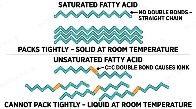 Three fatty acid chains compared: a straight saturated chain, a monounsaturated chain with one kink, and a polyunsaturated chain with multiple kinks