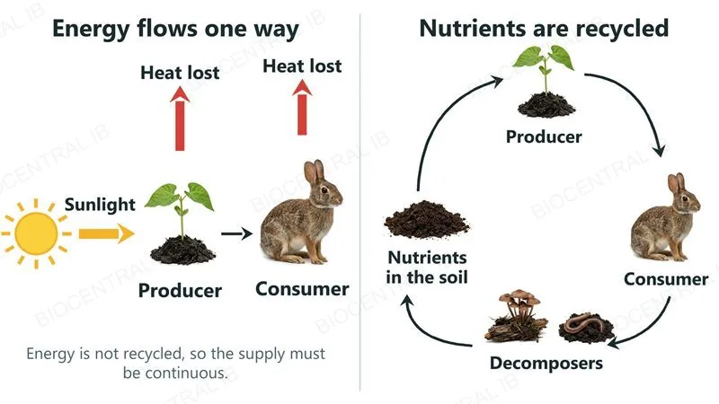 Left: energy flowing one way from the sun to a plant (the producer) and a rabbit (the consumer), with heat lost from both. Right: nutrients cycling from a plant to a rabbit to decomposers (mushrooms and an earthworm) to nutrients in the soil and back to the plant