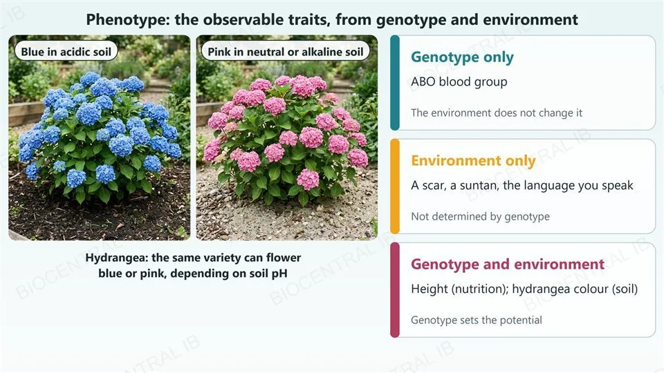Left, two photographs of hydrangea shrubs of the same kind: one with blue flower heads in dark acidic soil and one with pink flower heads in pale neutral or alkaline soil. Right, three cards: genotype only (ABO blood group, not changed by the environment); environment only (a scar, a suntan, the language you speak, not determined by genotype); genotype and environment (height depends on nutrition, hydrangea colour depends on soil, and genotype sets the potential).