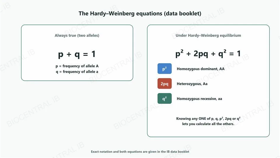 Left card, always true for two alleles: the equation p plus q equals 1, with p defined as frequency of allele A and q as frequency of allele a. Right card, under Hardy-Weinberg equilibrium: the equation p squared plus 2pq plus q squared equals 1, with three coloured rows defining p squared as homozygous dominant AA, 2pq as heterozygous Aa, and q squared as homozygous recessive aa, and a note that knowing any one value lets you calculate all the others.