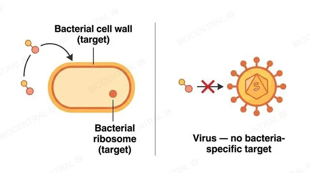 A flat two-panel diagram, left panel showing a bacterial cell with its cell wall and a distinct ribosome each labeled and an antibiotic molecule arrow blocking the cell wall, labeled Bacterial cell wall target and Bacterial ribosome target, right panel showing a virus with no cell wall and no ribosomes and one crossed-out antibiotic arrow, labeled Virus no bacteria-specific target