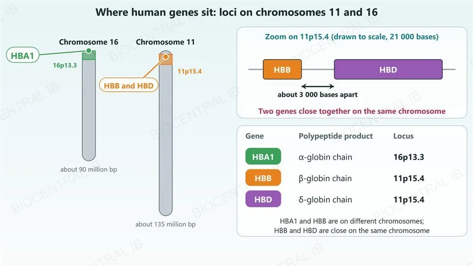 Chromosome 16 and chromosome 11 drawn to scale as grey bars, with the band 16p13.3 shaded green near the top of chromosome 16 marked HBA1 and the band 11p15.4 shaded orange near the top of chromosome 11 marked HBB and HBD. A zoom to scale shows the HBB and HBD genes about 3 000 bases apart. A table lists HBA1 gives the alpha-globin chain at 16p13.3, HBB the beta-globin chain at 11p15.4 and HBD the delta-globin chain at 11p15.4.