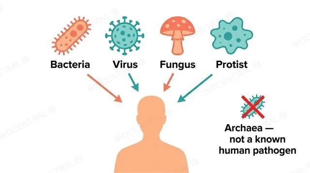 A flat diagram showing four pathogen categories in a row, each with a distinct icon, labeled Bacteria, Virus, Fungus and Protist, above a human silhouette, with a separate crossed-out Archaea icon labeled Archaea not a known human pathogen
