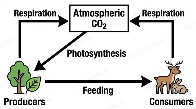 A flat diagram with a central box labeled atmospheric CO2 and four arrows, one to producers labeled photosynthesis, one from producers to consumers labeled feeding, and two arrows labeled respiration returning from producers and from consumers back to the atmosphere box