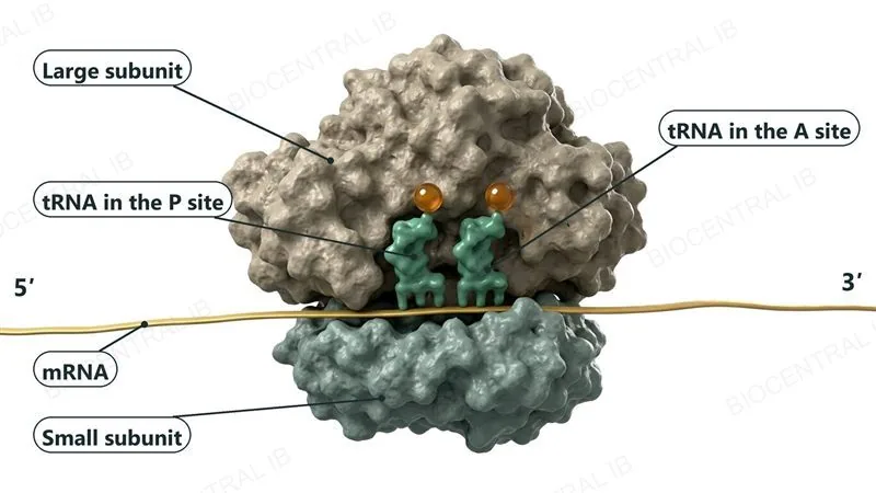 A 3D molecular render of a ribosome. The large subunit on top is clearly bigger than the small subunit below. The mRNA (5' end left, 3' end right) runs along the small subunit, and two tRNA molecules sit side by side under the large subunit: the tRNA in the P site on the left and the tRNA in the A site on the right.