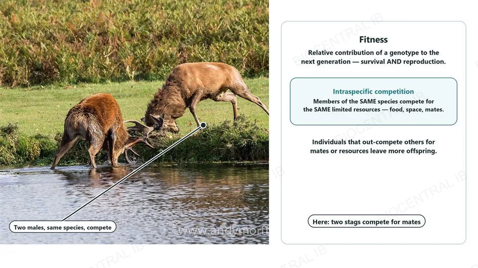 Left, a real photograph of two male red deer stags with antlers locked, fighting beside a river, labelled two males, same species, compete. Right, a definition of fitness as relative contribution of a genotype to the next generation, survival and reproduction, a highlighted box defining intraspecific competition as members of the same species competing for the same limited resources, and a note that here two stags compete for mates.