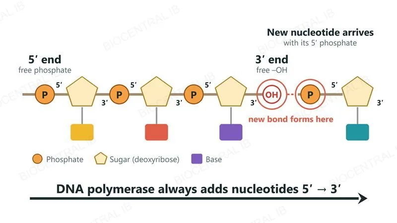 A DNA strand drawn as phosphate, sugar and base units with its 5 prime end, a free phosphate, on the left and its 3 prime end, a free hydroxyl group, on the right, and a new nucleotide about to join the 3 prime end through its 5 prime phosphate; DNA polymerase always adds nucleotides 5 prime to 3 prime
