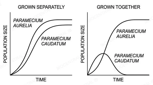 Two population-over-time graphs side by side, the left labeled grown separately showing both Paramecium aurelia and Paramecium caudatum thriving as two rising curves, the right labeled grown together showing the Paramecium aurelia curve rising while the Paramecium caudatum curve falls to zero