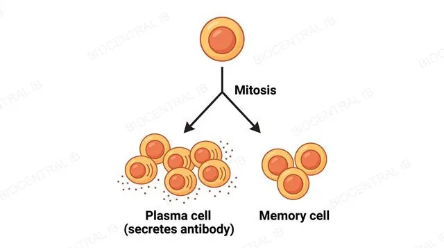 A flat diagram showing one activated B-lymphocyte at the top with a single downward arrow branching into a clone of several identical daughter cells below, most labeled Plasma cell secreting antibody and a smaller number labeled Memory cell, labeled Mitosis on the branching arrow