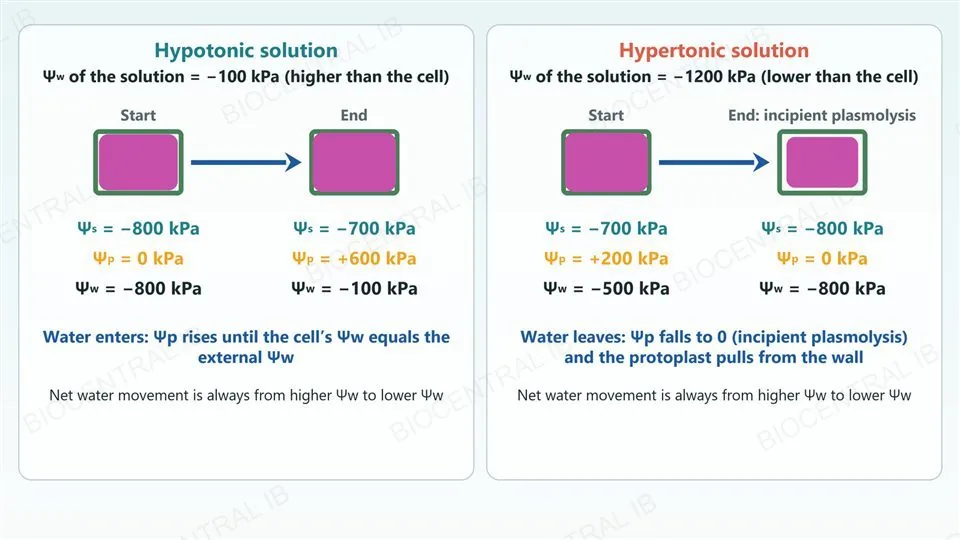 Two panels with illustrative values: in a hypotonic solution of water potential minus 100 kPa a plant cell goes from solute potential minus 800, pressure potential 0 and water potential minus 800 to minus 700, plus 600 and minus 100, with the protoplast filling the wall; in a hypertonic solution of minus 1200 kPa a cell goes from minus 700, plus 200 and minus 500 to minus 800, 0 and minus 800 at incipient plasmolysis, with the protoplast shrunk from the wall.