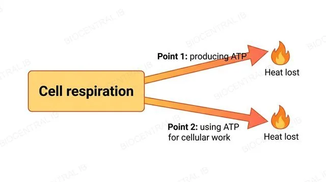 A flat diagram of a box labeled cell respiration with two outward arrows each ending in a flame icon labeled heat lost, one arrow labeled point 1 producing ATP and one arrow labeled point 2 using ATP for cellular work