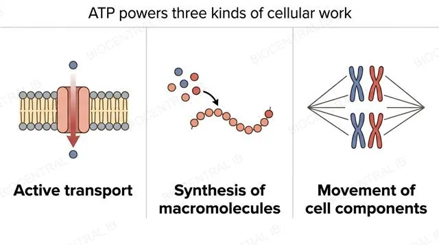 Three-panel diagram of active transport, macromolecule synthesis and movement of cell components as the three categories of work ATP powers