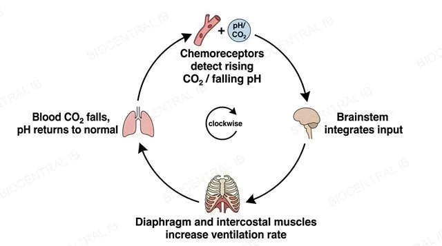 A four-stage clockwise negative feedback loop diagram: chemoreceptors detect rising CO2 falling pH, brainstem integrates input, diaphragm and intercostal muscles increase ventilation rate, blood CO2 falls pH returns to normal, with an explicit clockwise direction marker
