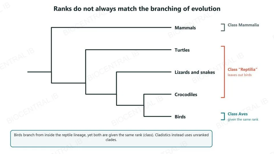 A cladogram of mammals, turtles, lizards and snakes, crocodiles and birds. Birds branch from within the reptile lineage, next to crocodiles, yet traditional classification calls the reptiles one class and gives the birds a class of their own, the same rank