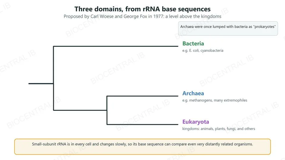 A tree of the three domains from rRNA base sequences: Bacteria on one branch, and a branch that splits into Archaea and Eukaryota. Archaea were once grouped with bacteria as prokaryotes. Proposed by Woese and Fox in 1977 as a level above the kingdoms