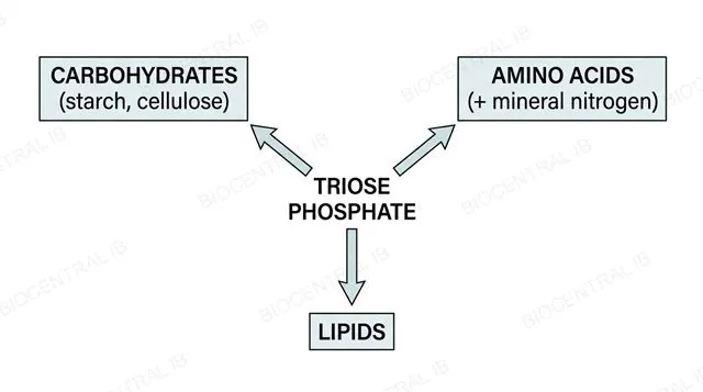 Diagram showing triose phosphate branching into carbohydrates, amino acids using mineral nitrogen, and lipids, labeled