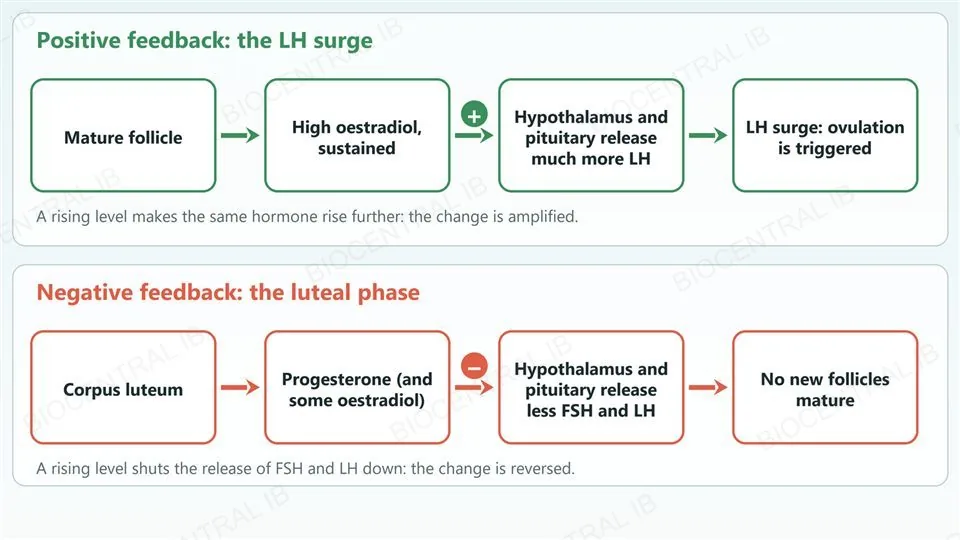 Two feedback diagrams. Top, positive feedback: the mature follicle makes high oestradiol, which stimulates the hypothalamus and pituitary to release more LH, giving the LH surge that triggers ovulation. Bottom, negative feedback: the corpus luteum makes progesterone, which inhibits the hypothalamus and pituitary, keeping FSH and LH low.