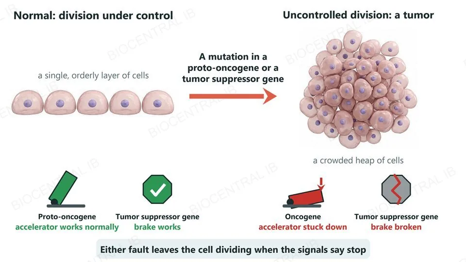 Left, a single orderly layer of five cells under normal control, with a working accelerator (a proto-oncogene) and a working brake (a tumor suppressor gene). Right, after a mutation, a crowded heap of many cells, with an accelerator stuck down (an oncogene) and a broken brake (a disabled tumor suppressor gene). Either fault leaves the cell dividing when the signals say stop.