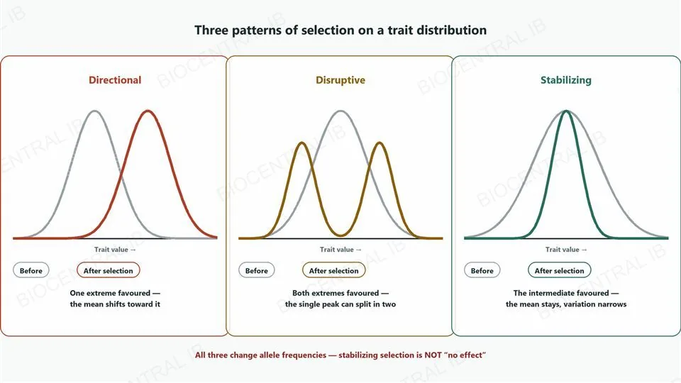 Three bordered panels side by side, each with a grey dashed before curve and a solid coloured after curve on a trait-value axis. Directional, red: the after curve is shifted right of the before curve, one extreme favoured, the mean shifts toward it. Disruptive, amber: the after curve has split into two peaks either side of the before curve, both extremes favoured, the single peak can split in two. Stabilizing, teal: the after curve is narrower than the before curve but centred on the same position, the intermediate favoured, the mean stays, variation narrows. A footer notes all three change allele frequencies, stabilizing selection is not no effect.