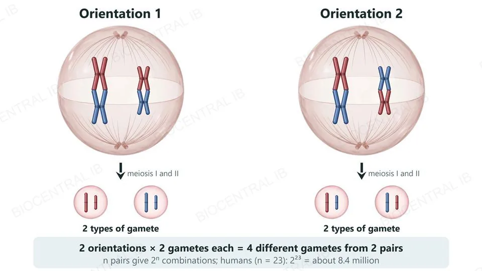 Two identical cells at metaphase I, each with two bivalents (a long pair and a short pair of homologous chromosomes, red maternal and blue paternal) lined up at the equator between two spindle poles. In orientation 1 both red chromosomes face the top pole; in orientation 2 the long red chromosome faces the top pole and the short red one faces the bottom pole. Below each cell are the two types of gamete it produces, four different gamete types in all. A note gives 2 to the power n combinations, about 8.4 million in humans.