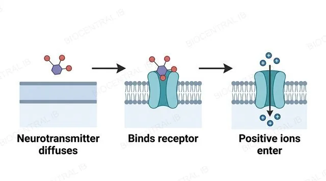 A three-step flowchart showing a neurotransmitter diffusing across the synaptic cleft, then binding a transmembrane receptor on the postsynaptic membrane, then positive ions entering through an opened channel, connected by two single-arrowhead arrows, labeled neurotransmitter diffuses, binds receptor and positive ions enter