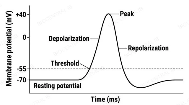 A voltage against time graph of a single action potential showing resting potential, threshold, rapid depolarization to a positive peak, and repolarization back down, labeled resting potential, threshold and peak