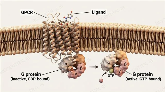 A G protein-coupled receptor spanning the membrane with a docked ligand, and the associated G protein shown before and after activation, labeled GPCR, ligand, G protein inactive GDP-bound and G protein active GTP-bound