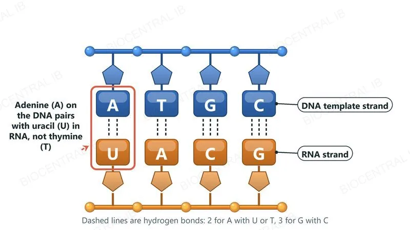 Four DNA template bases A, T, G and C in a blue row, each paired by dashed hydrogen bonds with the RNA base directly below it: U, A, C and G in an orange row. The first pair is highlighted: adenine on the DNA pairs with uracil in RNA, not thymine.