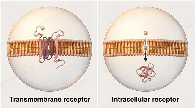 Two panels comparing a transmembrane receptor spanning the membrane with hydrophobic and hydrophilic regions to a separate intracellular receptor in the cytoplasm with a ligand diffusing toward it, labeled transmembrane receptor and intracellular receptor