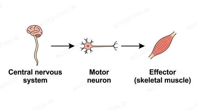 A single-direction chain from the central nervous system to a motor neuron to a skeletal muscle effector, labeled central nervous system, motor neuron and effector skeletal muscle