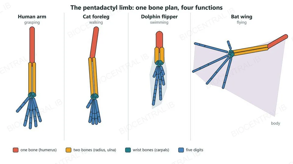 Four forelimbs drawn with the same colour code: a human arm for grasping, a cat foreleg for walking, a dolphin flipper for swimming and a bat wing for flying. Each has one upper bone (humerus), two lower bones (radius and ulna), wrist bones (carpals) and five digits