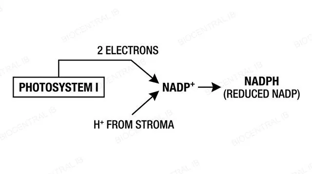 Diagram of photosystem I emitting two electrons that combine with a hydrogen ion from the stroma to reduce NADP+ to NADPH, labeled
