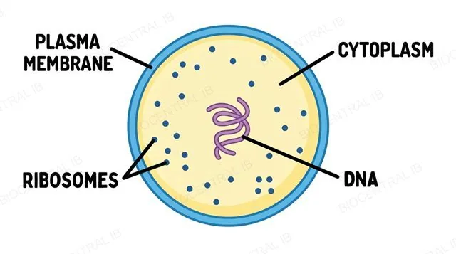 Generalised cell labelled with plasma membrane, cytoplasm, ribosomes, and DNA