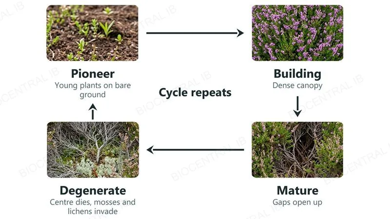 Four photographs of heather in a cycle: pioneer (young plants on bare ground), building (dense flowering canopy), mature (gaps open up) and degenerate (centre dead, mosses and lichens invade), with arrows leading clockwise from each to the next