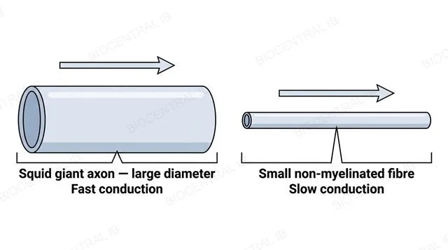 Two panels comparing a large-diameter squid giant axon conducting an impulse quickly with a small-diameter non-myelinated fibre conducting the same impulse slowly, each with one directional arrow along the axon, labeled squid giant axon large diameter fast and small non-myelinated fibre slow