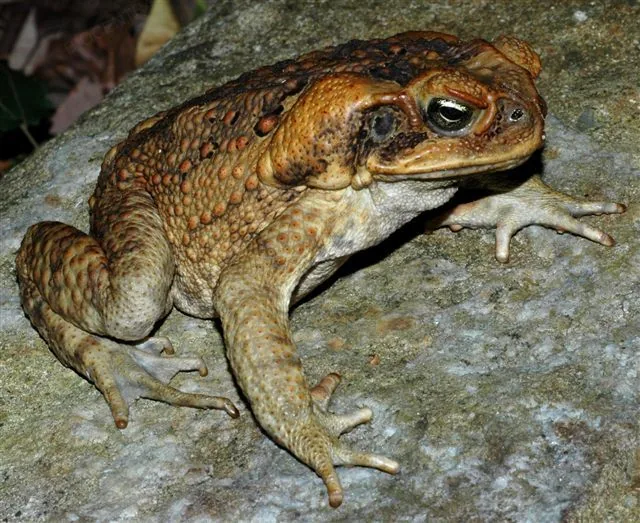 A real photograph of a cane toad (Bufo marinus), an invasive species introduced to Australia in 1935