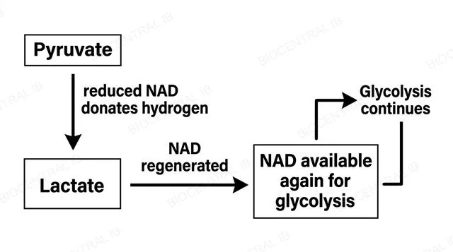 Diagram of pyruvate being converted to lactate using reduced NAD, regenerating NAD for glycolysis