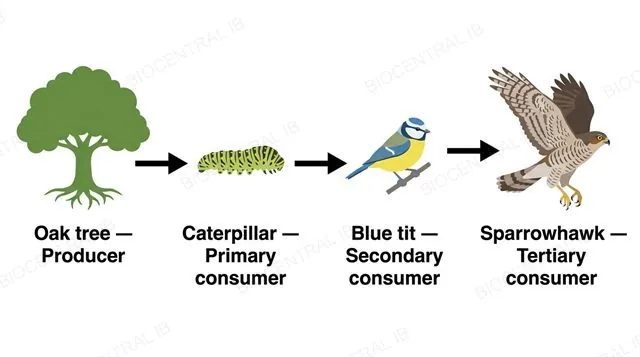 A flat horizontal food chain of four organism icons each with its trophic level printed below, oak tree producer, caterpillar primary consumer, blue tit secondary consumer, sparrowhawk tertiary consumer, connected by three left-to-right arrows