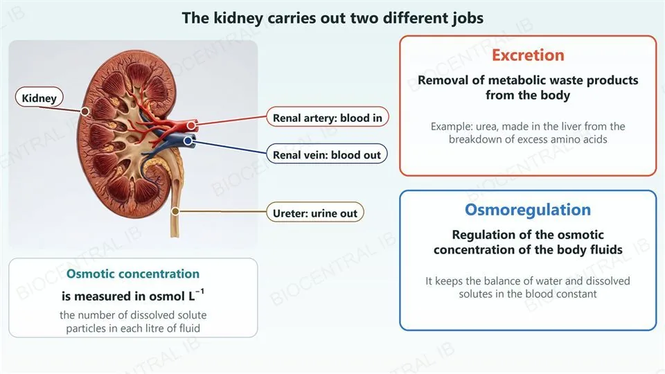 Left, a photograph of an anatomical model of a human kidney cut open, with labels and leader dots for the kidney, the renal artery (blood in), the renal vein (blood out) and the ureter (urine out), and a card saying osmotic concentration is measured in osmol per litre, the number of dissolved solute particles in each litre of fluid. Right, two cards: excretion is the removal of metabolic waste products from the body, for example urea made in the liver from the breakdown of excess amino acids; osmoregulation is the regulation of the osmotic concentration of the body fluids, keeping the balance of water and dissolved solutes in the blood constant.