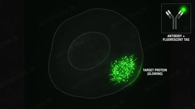Diagram of immunofluorescence: a fluorescent-tagged antibody binding a specific target protein inside a cell, glowing under fluorescent light while the rest of the cell stays dark