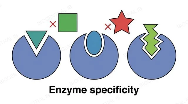 Three differently shaped enzyme active site pockets each shown with one complementary substrate fitting snugly into its matching pocket, and two non-matching substrates shown unable to fit into the wrong pockets, labeled enzyme specificity