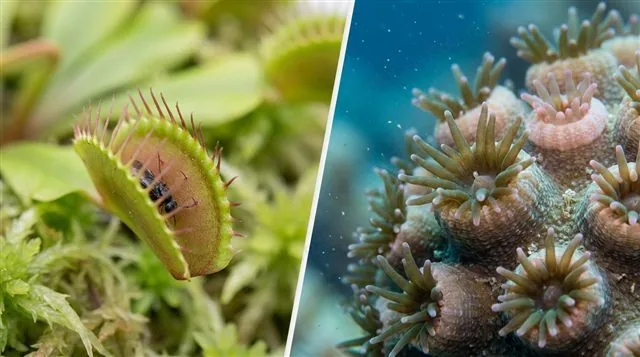 A Venus flytrap closing its trap on an insect and a coral polyp extending its tentacles, side by side, photorealistic