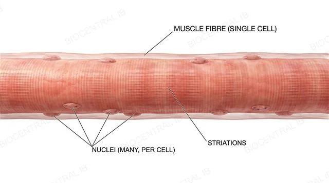 Labelled diagram of a long skeletal muscle fibre formed by fusion of myoblasts, showing many nuclei spread along its length beneath the cell membrane