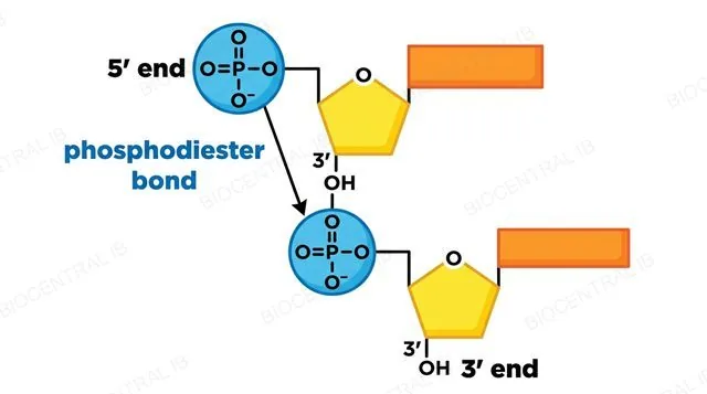 Two DNA nucleotides linked by a labelled phosphodiester bond, with the 5' and 3' ends marked