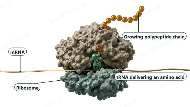 A 3D molecular render of a ribosome, a large subunit on top of a smaller one, with an mRNA strand passing between them, one tRNA delivering an amino acid, and a growing polypeptide chain of amino acid beads leaving the top.