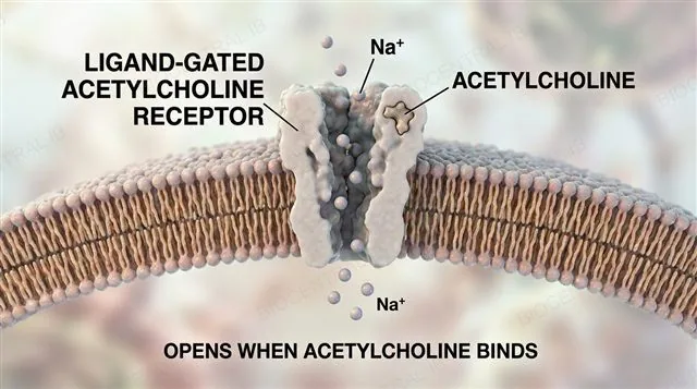 A ligand-gated acetylcholine receptor channel at a synapse opening when acetylcholine binds, with Na+ flowing in, labeled