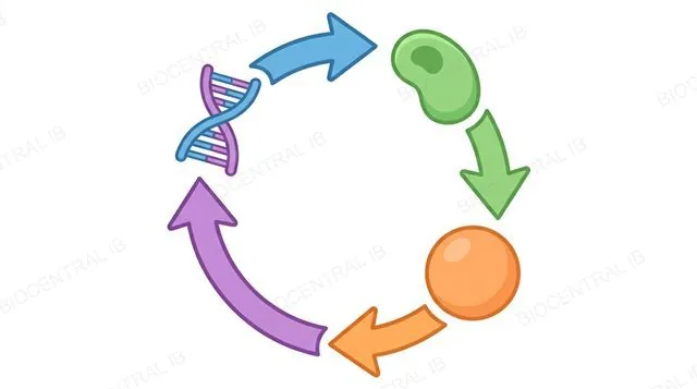 A circular diagram showing DNA pointing to a protein, pointing to a membrane, pointing back to DNA